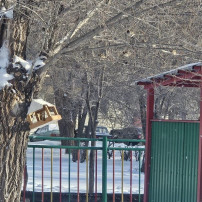 Забота о птицах зимой Забота о птицах зимой.